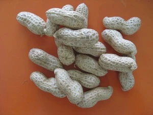 bulk peanuts in shell