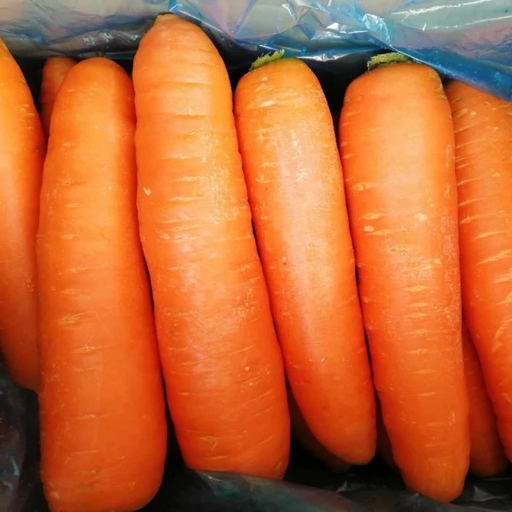 Carrot Exporters  Yellow Red Chinese Spring Style Packing Organic Color  Origin