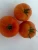 Import cheap fresh tomatoes lowest price in market from China