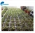 Import Cheap Growing Plants Hydroponic Agricultural Rock Wool from China
