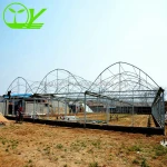 China hot sale multi span plastic tunnel film greenhouse