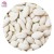 Import China Manufacture  Organic Pumpkin Seeds Snow White GWS Size 13cm 14cm 15cm from China