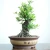 Import Chinese classic bonsai plant Pyracantha fortuneana (Maxim.) Li for sale from China