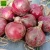 Import Chinese fresh red onion new crop good quality mesh bag Professional export fresh red onions wholesale from China