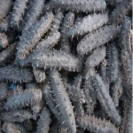 Cucumber Sea Bulk Style Packaging Food Organic Feature Shelf Origin Type Life Dried Grade Iso Place