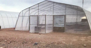Custom made Gothic HIGH TUNNELS greenhouse China manufacture best snow load Easy installed vegetable green house for sale