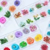 Designs Art Decorations Flower Dried Flowers Dry for Nails Pressed Wholesale Nail Supplies