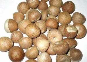 Dried Betel Nut High Quality Big size