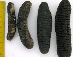 Dried Sea Cucumber For Sale