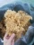 Import Dried wildcrafted irish moss/ sea moss from Vietnam from China