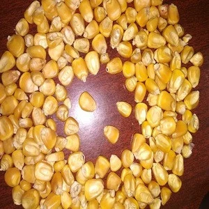 Dry Seed Poultry Feed Yellow Corn Animal Feed Factory Price now cheap