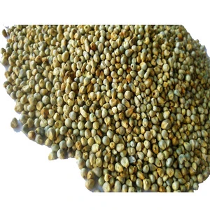 Export Fine Quality Green Millet