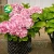 Import Factory price plastic nursery air pruning pot for tree plant from China