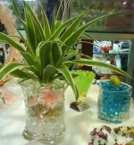 flower crystal soil bead / crystal soil / crystal mud soil water beads
