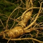 Formulated Immune Ginseng Extract : Meso Solution
