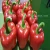Import Fresh bell pepper from India
