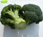 FRESH BROCCOLI HIGH QUALITY WITH BEST PRICE