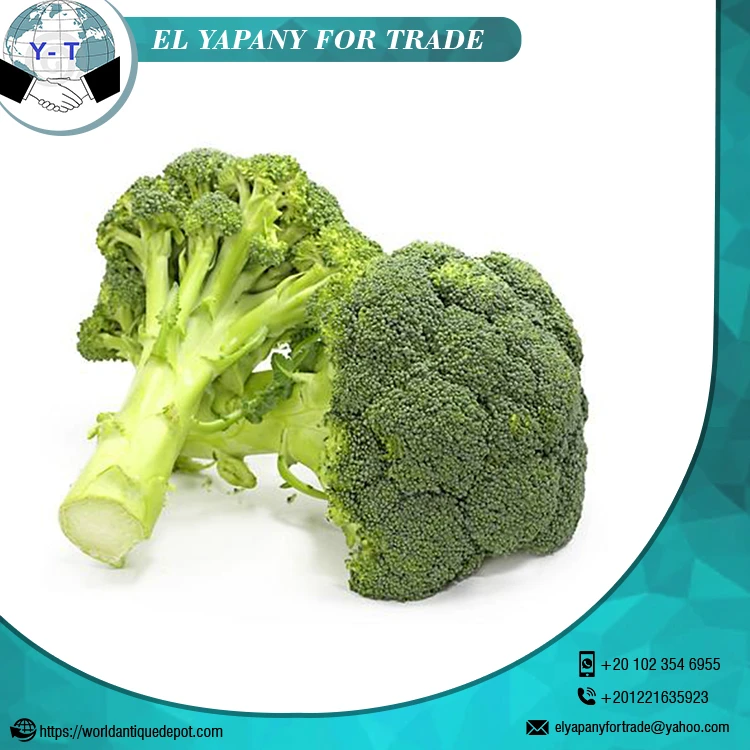 Fresh Broccoli Vegetable Exporter