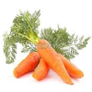 Fresh Carrot with Premium Quality
