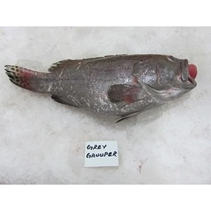 Fresh Grey Grouper Fish - Frozen Grey Grouper - Grey Grouper Fillet (Seafood)