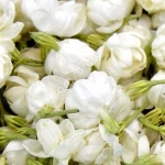 Fresh jasmine flower