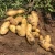Import Fresh Potatoes Price for wholesale from China