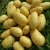 Import Fresh Potatoes - Washed A Grade Potatoes from Pakistan