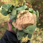 Fresh South African White and Pink Cauliflower