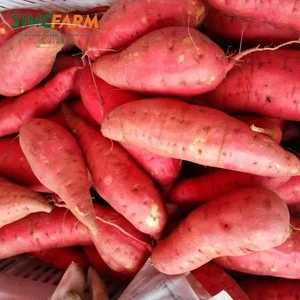Fresh sweet potato price ton 70gr up