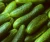 Import Fresh Vegetables Cucumber Exporter from Ukraine