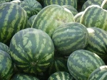 Fresh Water Melons