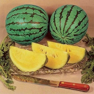 Fresh yellow watermelons for sale , ready to export from egypt , yellow watermelon fruit