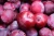 Import Frozen Fresh Plums from Canada