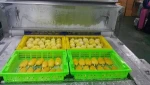 FROZEN MANGO