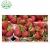 Frozen Strawberry whole /Dice/Slices,Frozen Blackberry/Raspberry/blueberry/Mixed Berry