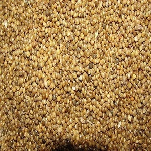 glutinous broomcorn millet sticky millet for bird feeds for sale