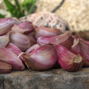 Good Quality Clean Fresh Red Garlic