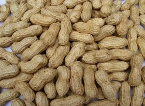 Good Quality Raw Peanuts in Shell