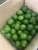 Import Green Sour Lime Fresh Citrus Fruit/ Fresh Lemon Seedless (Whatsapp/zalo/wechat: +84 912 964 858) from China