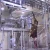 Import Halal Camel Slaughterhouse With Meat Process Slaughter Machine from China