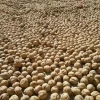 High Protein China  High-class Grade walnut price of 185type
