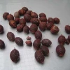 High Quality Dragons Blood or Xue Jie For Herbal Medicine From Indonesia
