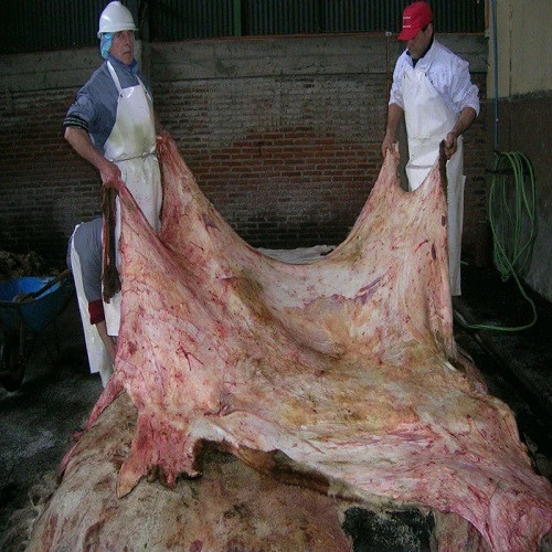 High Quality Dry and Wet Salted Donkey / Cow/Goat Skin / Cow Hides