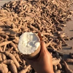 High Quality Fresh Cassava Tapioca For Sale