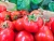 Import High quality fresh cherry tomatoes/ Fresh tomatoes from Vietnam