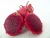 Import HIGH QUALITY Wholesale Best Fresh Red Dragon Fruit,dried Red Dragon for sale from South Africa