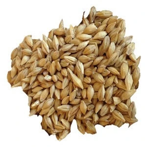 Hight Quality Rice Whole Russian Nutrition Feed Hulled Barley Grain