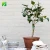 Import Hot sale ugli fruit grafted seedling Citrus reticulata from China