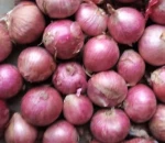 Hot Sell  Fresh Yellow & Red Onion from Factory