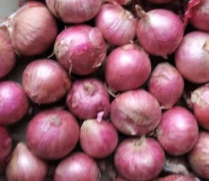 Hot Sell  Fresh Yellow &amp; Red Onion from Factory